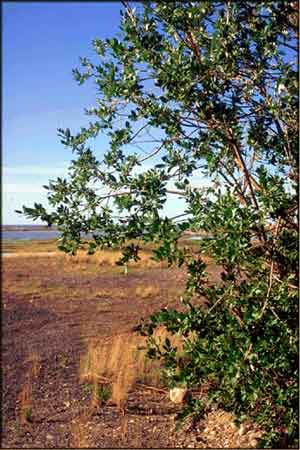 Salix alaxensis