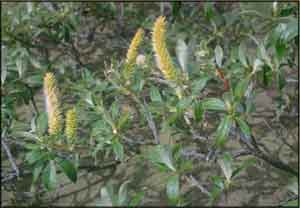 Salix alaxensis