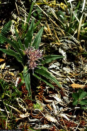 Saussurea angustifolia