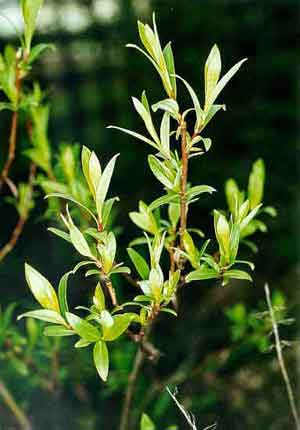 Salix arbusculoides