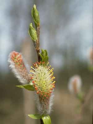 Salix arbusculoides