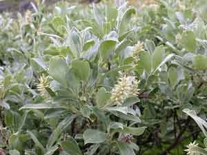 Salix glauca