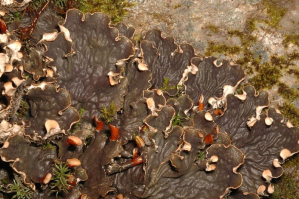 Peltigera scabrosa