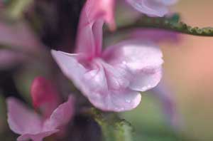 Pedicularis langsdorffii