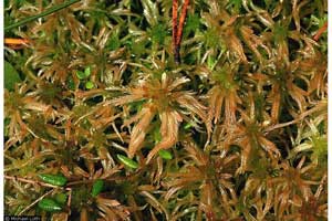 Sphagnum angustifolium