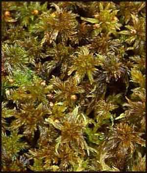 Sphagnum balticum