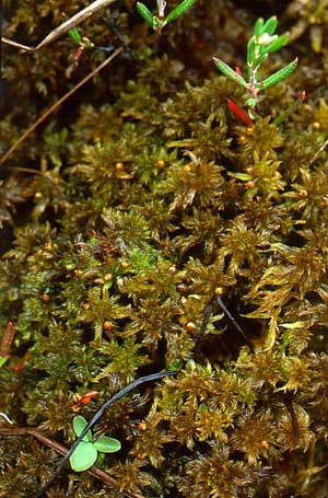 Sphagnum balticum