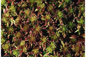 Sphagnum rubellum