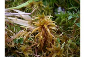 Sphagnum teres