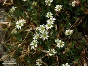 Stellaria