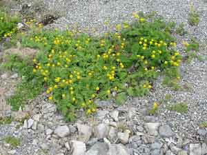 Tanacetum bipinnatum