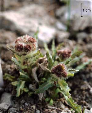 Tephroseris palustris