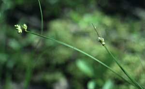 Carex tenuiflora