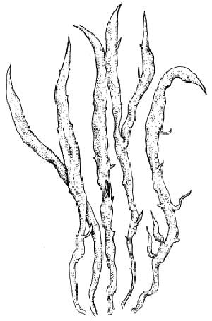 Thamnolia subuliformis