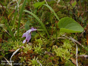 Viola epipsila