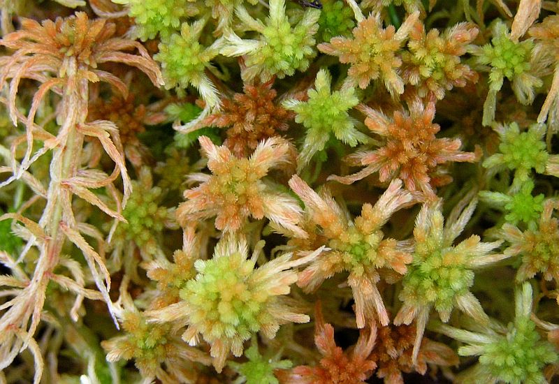 Сфагнум наземно воздушный. Sphagnum angustifolium. Сфагнум бурый. Сфагнум узколистный. Сфагнум папиллозный.