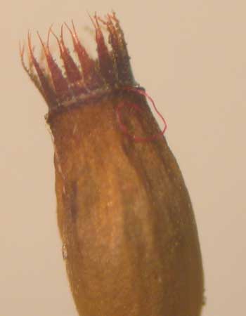 enlarged photo