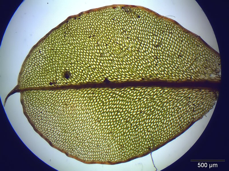 enlarged photo
