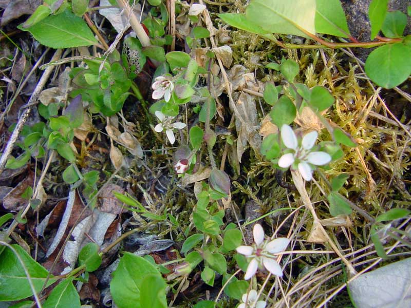 enlarged photo