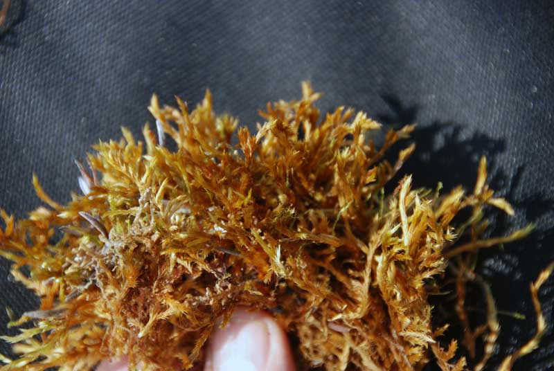 enlarged photo