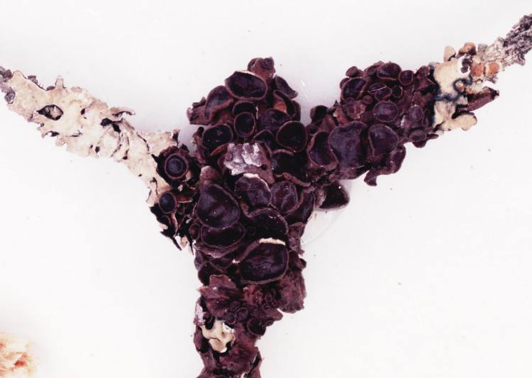 enlarged photo