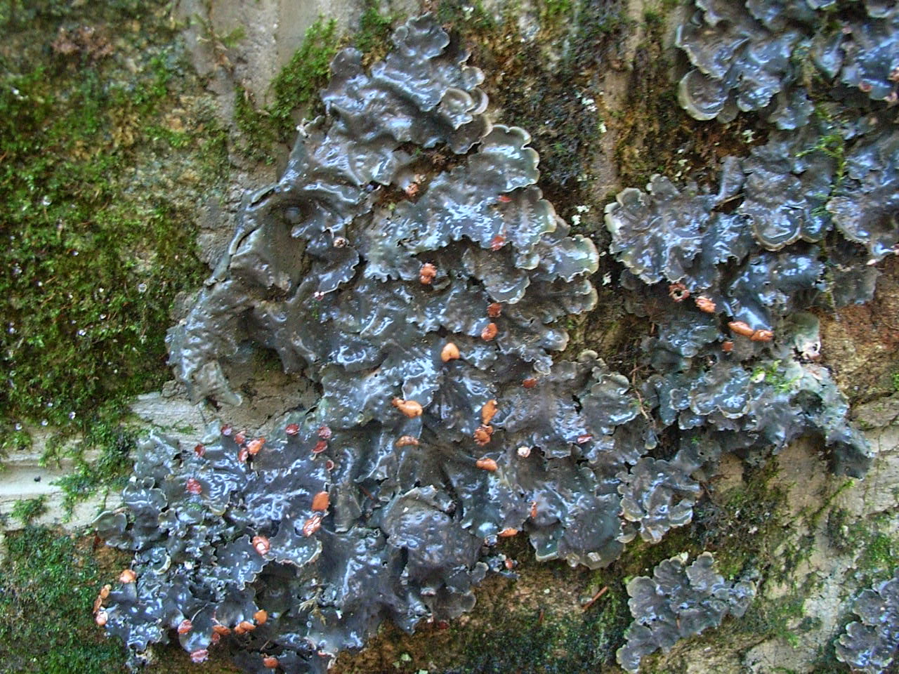 enlarged photo