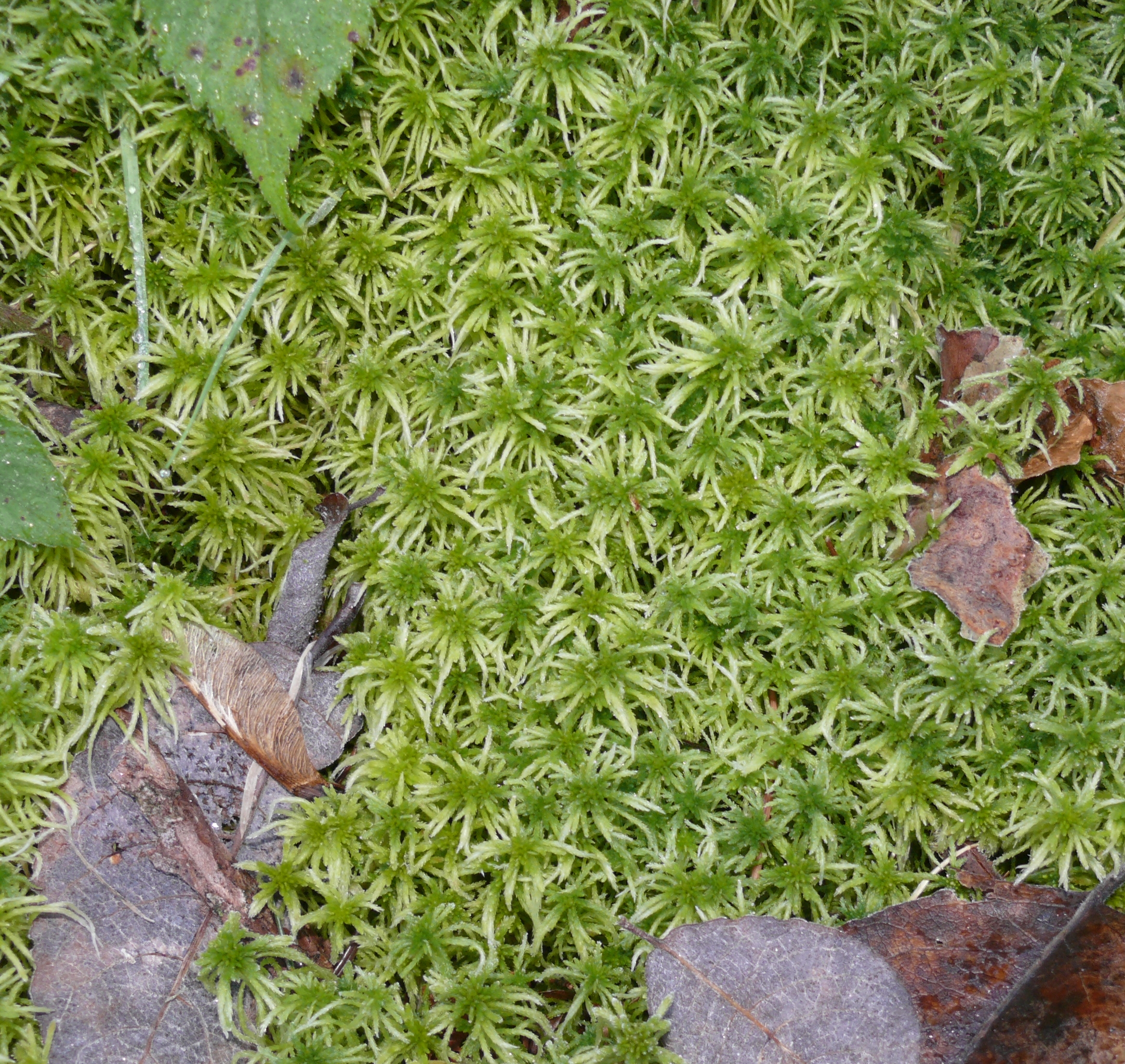 enlarged photo