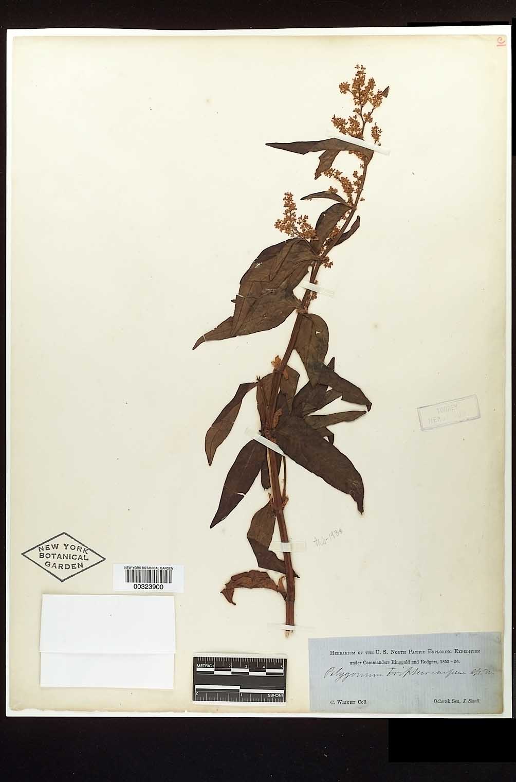 enlarged photo