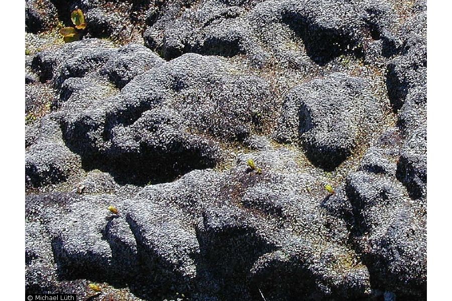 enlarged photo