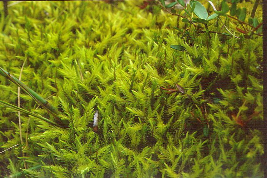 enlarged photo