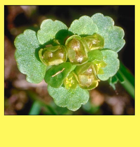 enlarged photo