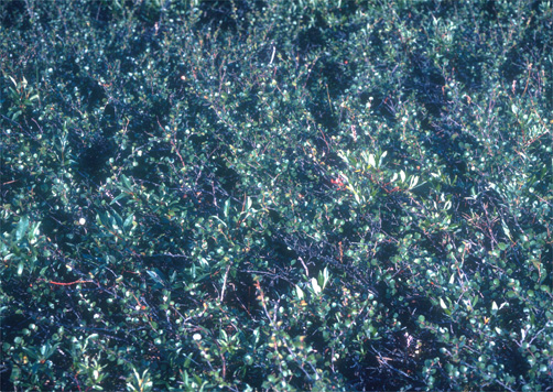 enlarged photo