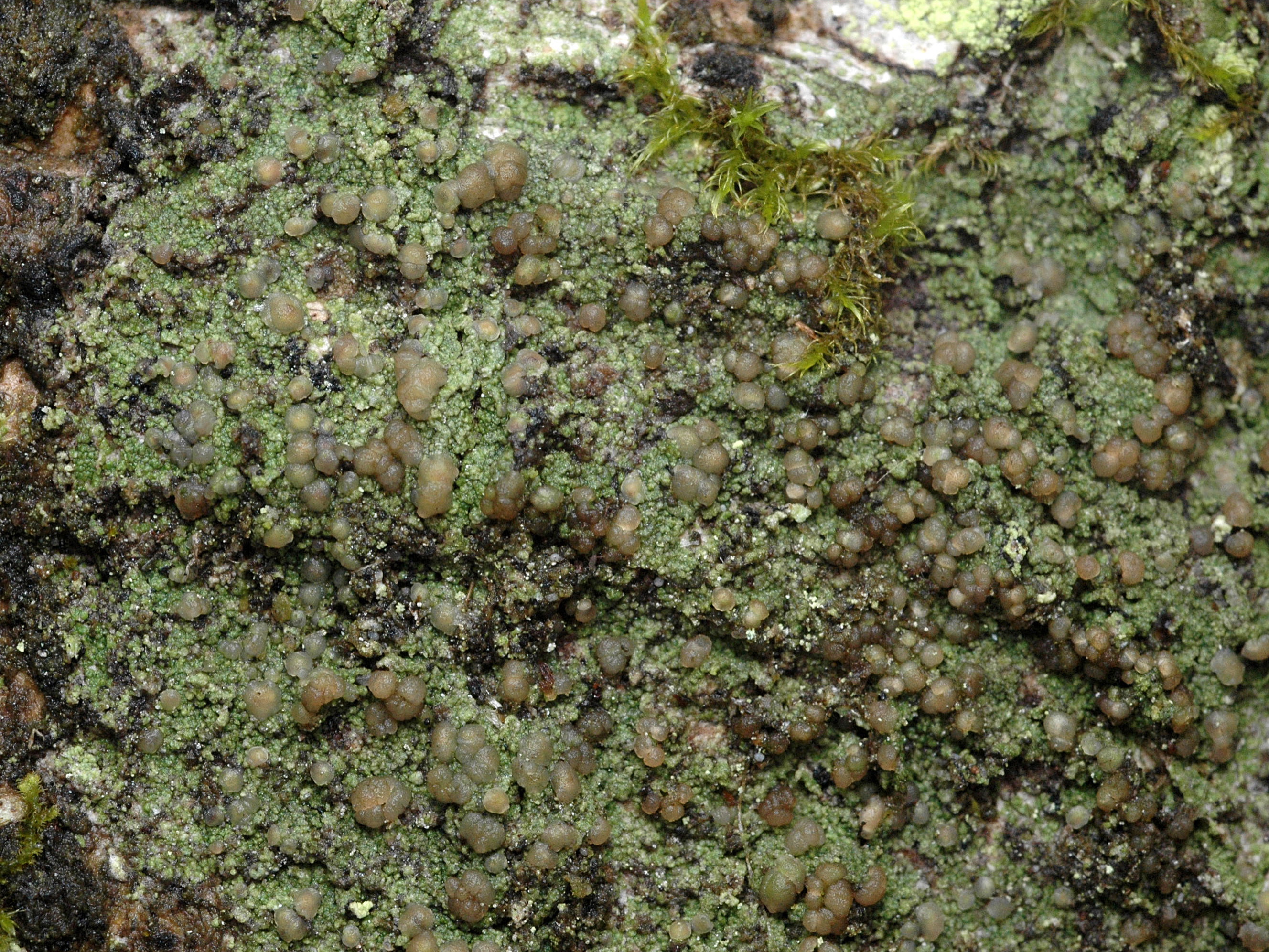 enlarged photo