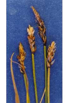 enlarged photo