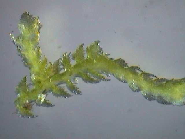 enlarged photo
