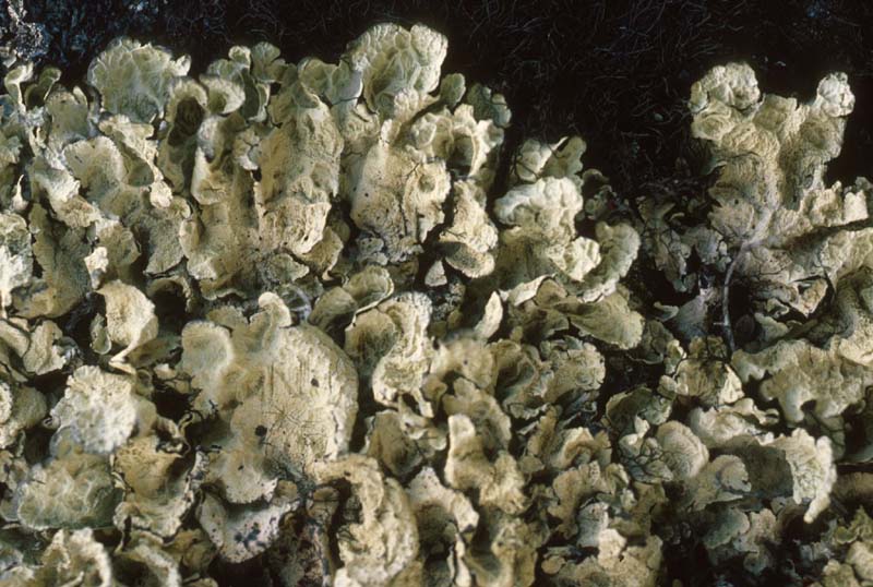 enlarged photo