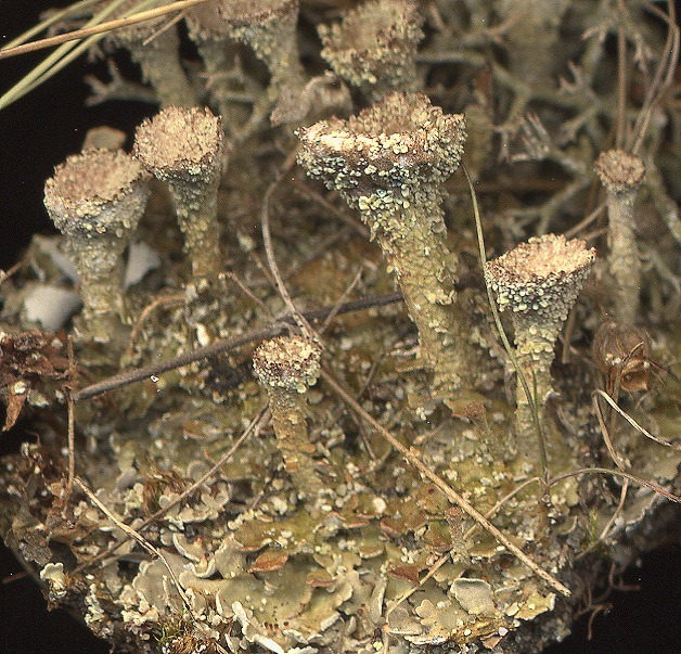 enlarged photo