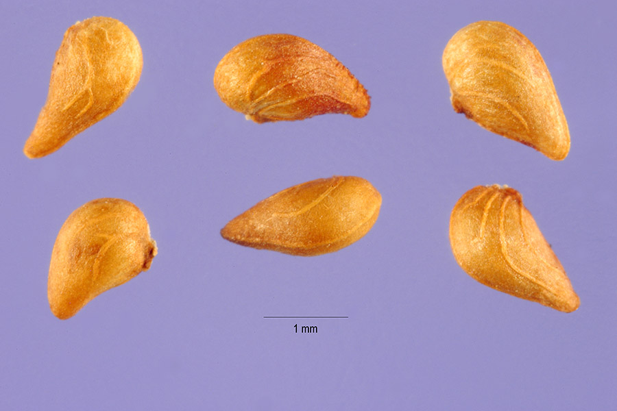 enlarged photo