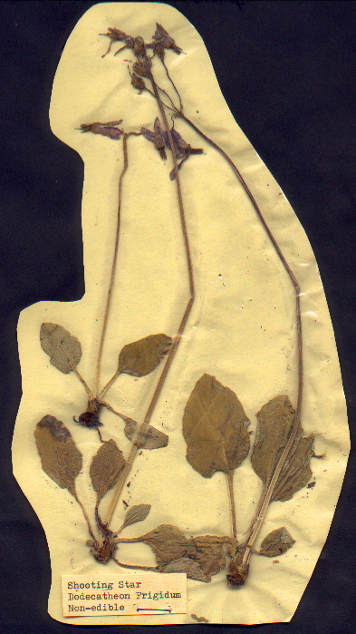 enlarged photo