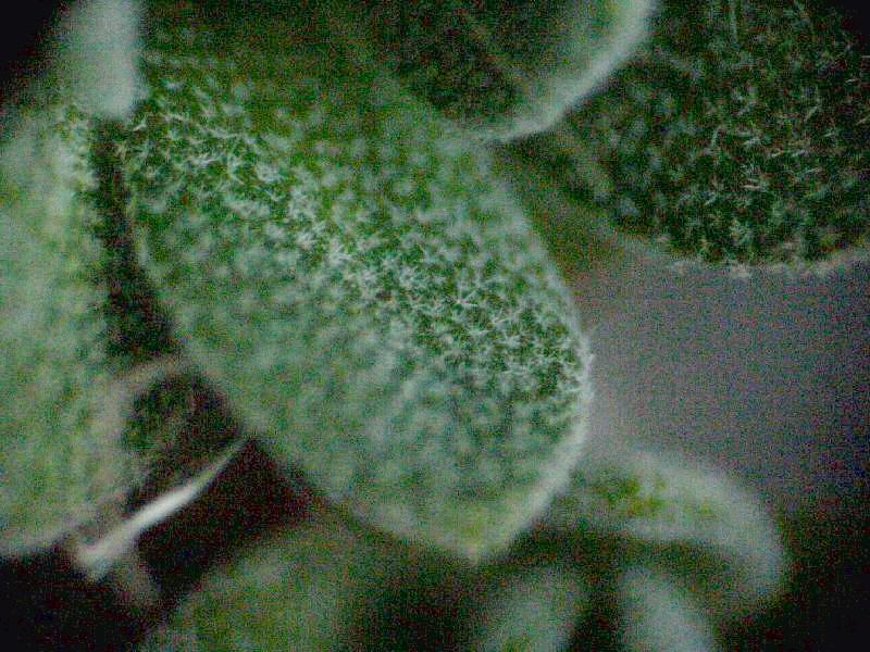 enlarged photo