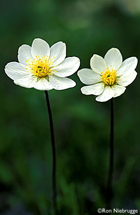 enlarged photo