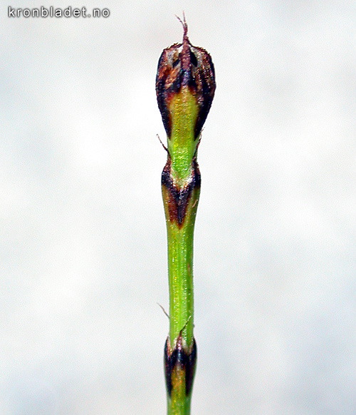 enlarged photo