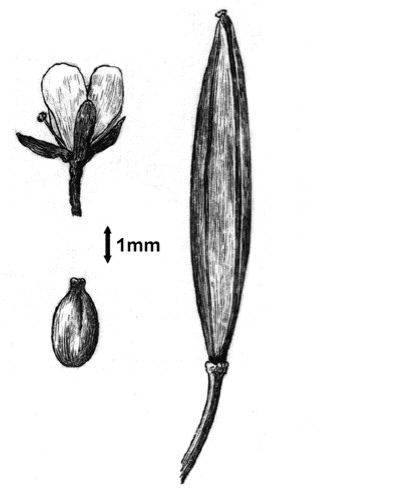 enlarged photo