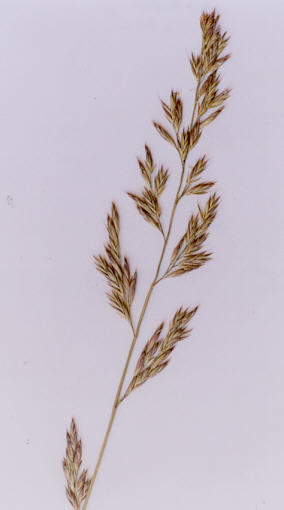 enlarged photo