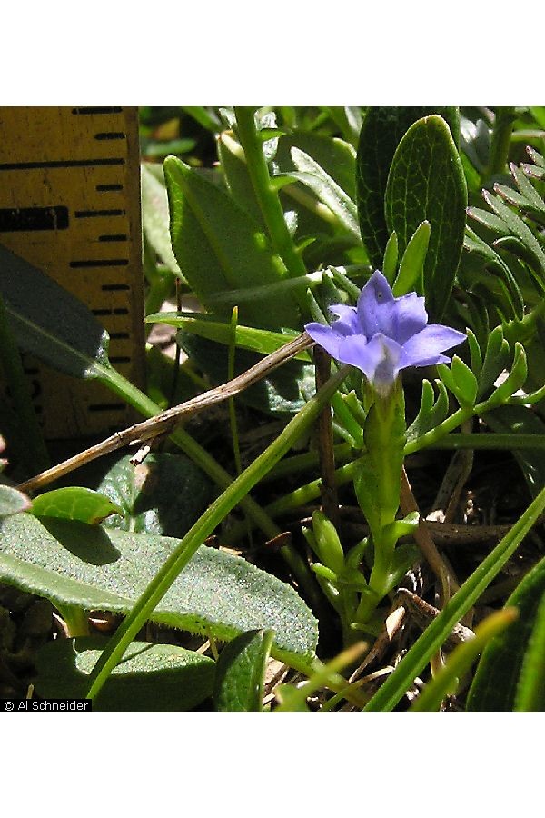 enlarged photo