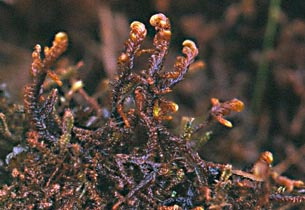 enlarged photo