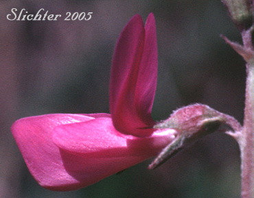enlarged photo