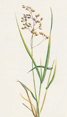 enlarged photo