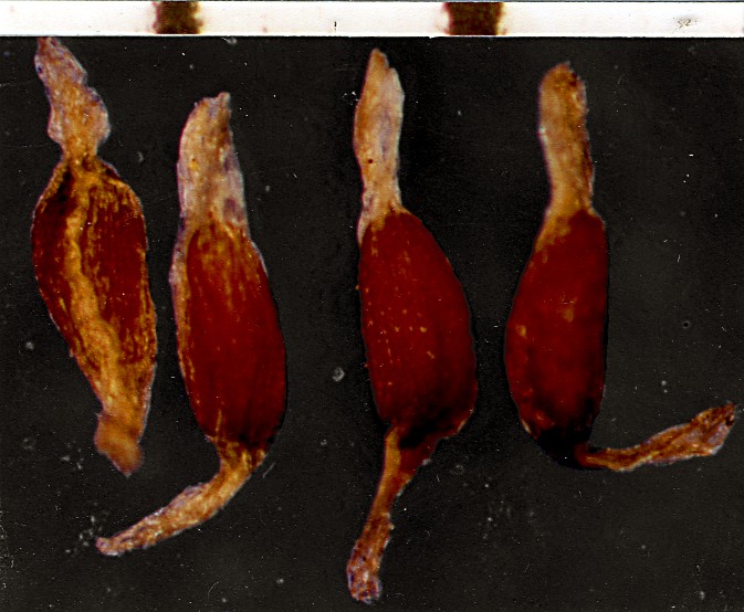 enlarged photo