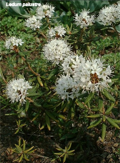 enlarged photo